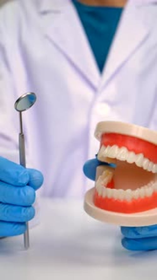 A Dentist Shows a Model of a Jaw Selective Focus