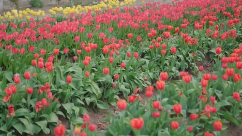 Red tulips on the field, slider medium shot