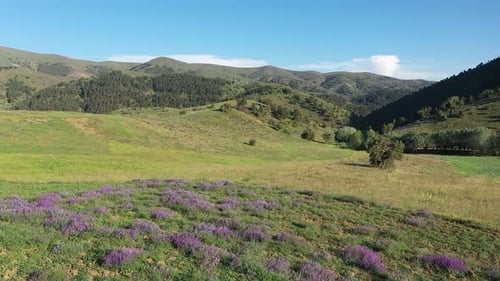 Vue aérienne des fleurs de montagne, des collines vertes et des arbres