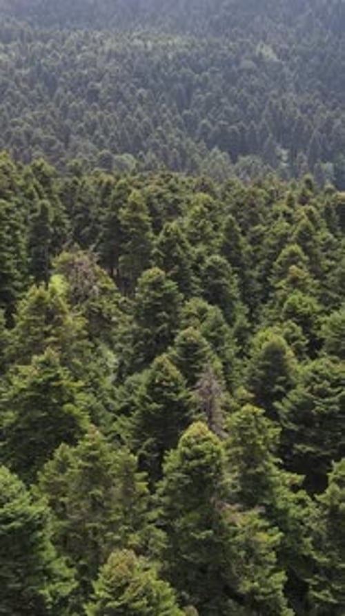 Nature Forest Environment Natural Forest Aerial Drone View