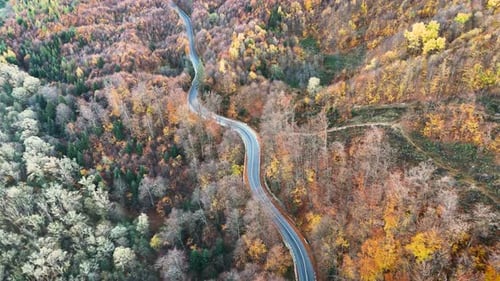 Aerial view of autumn forest and car winding on a mountain road