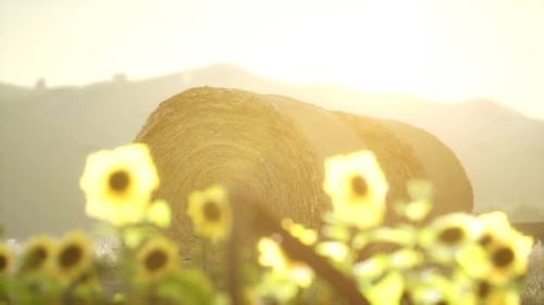 Golden Hay Bales in Summer Field at Sunset