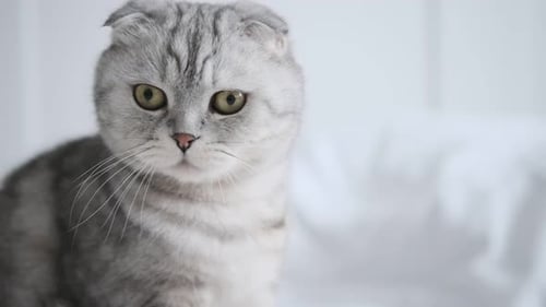 Purebred Scottish Fold Cat Looking Curiously with Big Green Eyes Closeup of a Cat's Muzzle Rough