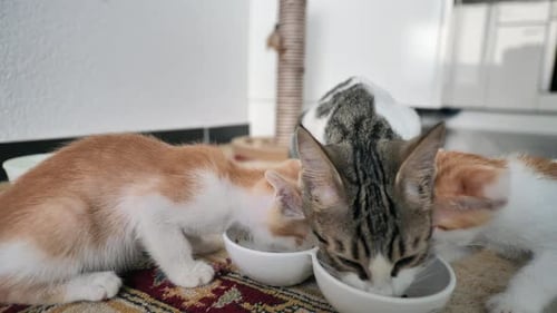 Adult Car with Baby Kids eating together cat food of bowl at close up shot