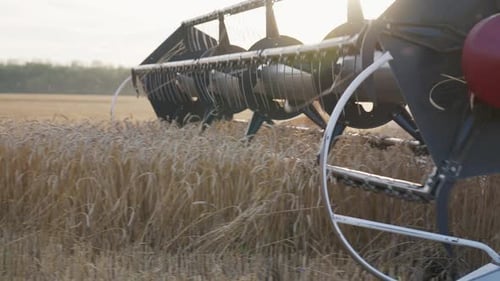 Wheat Harvest Wheat Harvesting Shears Harvester Machine Harvesting Golden Ripe Wheat Field on an