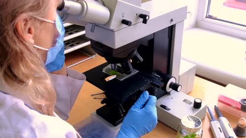 Examine in the Laboratory Under a Microscope Selective Focus