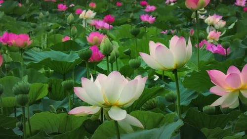 Beautiful waterlily or lotus flower with water surface