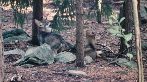 Wolves playing, fighting, eating. Both adult wolves and wolf cubs / wolf pups, or puppies.