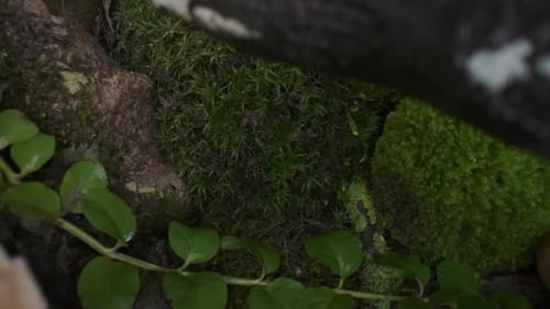 Forest Top Scene Family of Mushrooms Grew After Rain on Moss and Fallen Tree