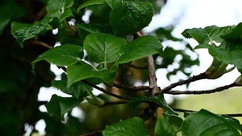 Bewegende Nahaufnahme grüner natürlicher Blätter in der norwegischen Flora