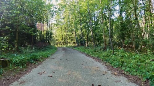 Riding on narrow asphalt road through green trees in summer forest