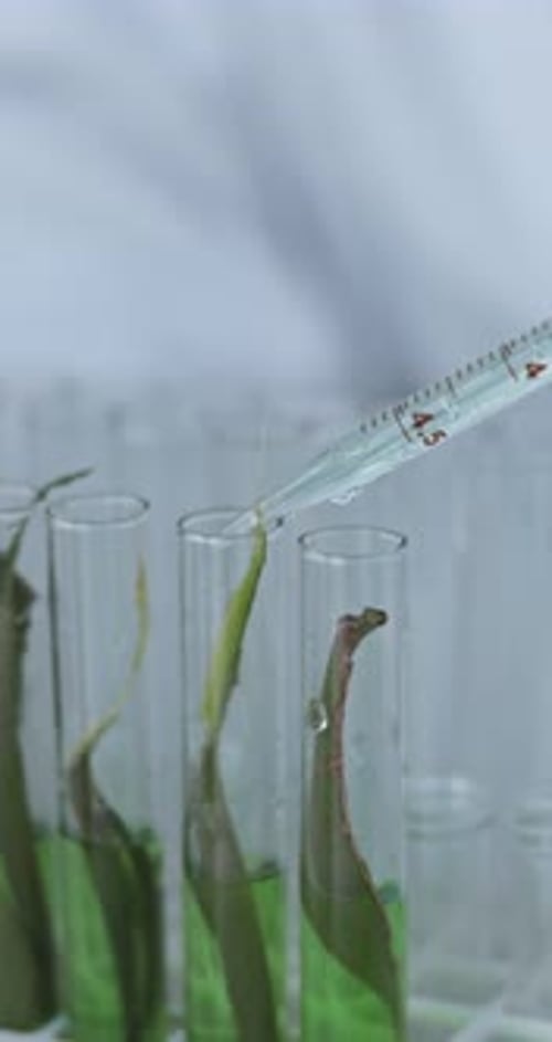 Plant Leaves in Test Tubes with Liquid Dropped