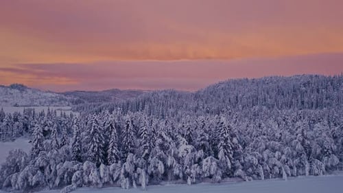 Snow-laden Coniferous Tree Forest Covered Against Sunset Sky. Aerial Drone Shot