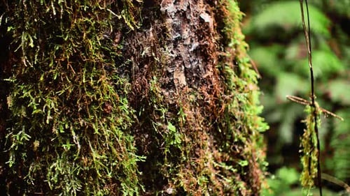 Water droplets fall from moss covered bark on side of tree in forest