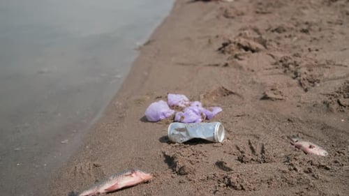Dead Fish Lying among Plastic Trash on Sandy Lake Shore