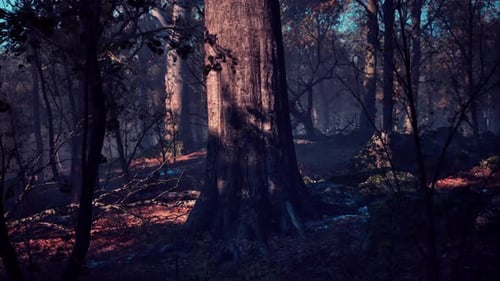 Forest of Trees with Dirt Floor in the Morning