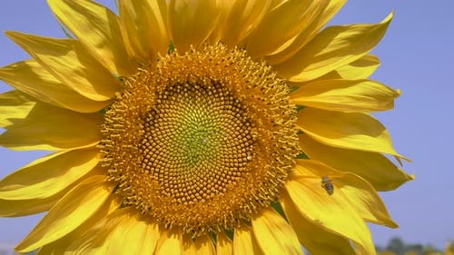 Sunflower Macro with Bee Pollinating During Daytime