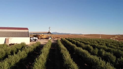 Olive Farm aerial view in Spain