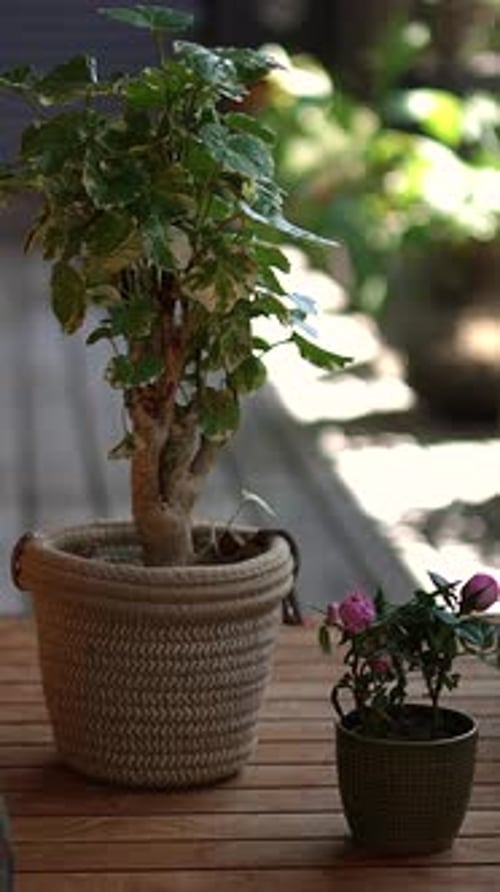 Potted Plants on a Wooden Table