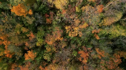 Incredible Colourful Aerial View of Forest and River at Autumn Over Colorful Fall Trees Top Down