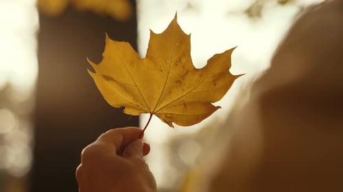 Hand Holding Yellow Autumn Leaf in Sunlight