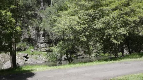 Close up tracking shot, drone flight through a forest in Australia on a sunny day, no people, daylig