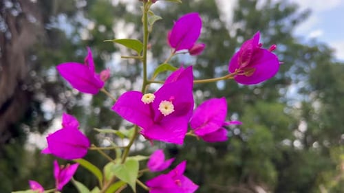 Flores de buganvílias magenta em close-up com bokeh suave