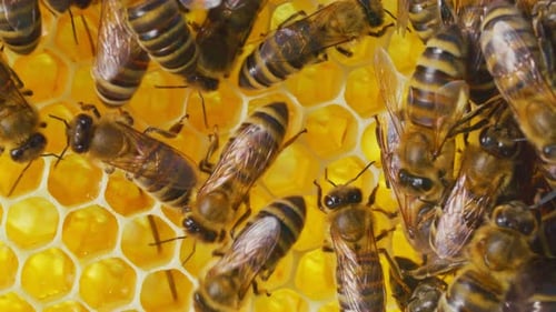 Nahaufnahme einer Bienenkolonie, die hart an Waben in Bienenstöcken arbeitet. Viele Bienen stellen natürlichen Honig her