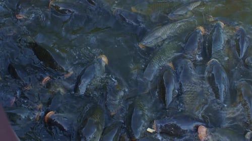 Tagsüber viele Fische im Seewasser, Filmaufnahmen für Wildtiere, Filmmusik Langsamkeit