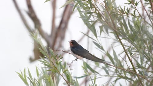 Barn Swallow (Hirundo rustica) sits on a branch above the water