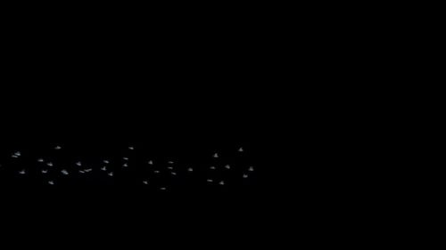 Animated Flock of Flying Birds