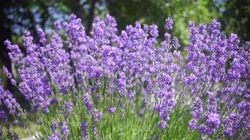 Schöne lila Lavendelbüsche im Sommergarten.