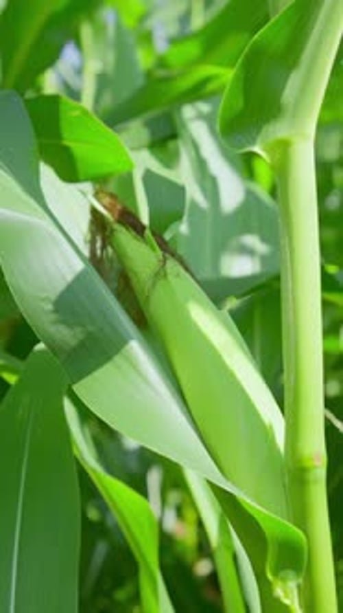 Épis de maïs vert sur tiges