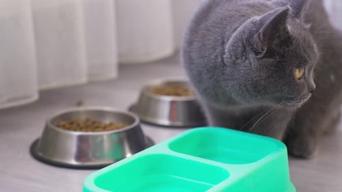 Gray Cat Lapping Water from Green Bowl