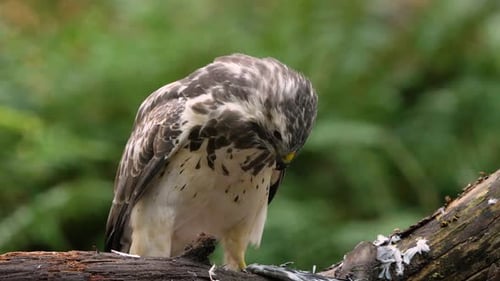 Close up of Common Buzzard (Buteo Buteo) biting bloody prey after Hunt in Nature