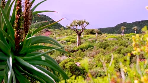 Saftige Köcherbäume Aloidendron dichotomum in einer Halbwüstenlandschaft