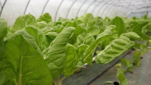 Gros plan de feuilles de laitue verte biologiques et durables, dans une serre sans pesticides