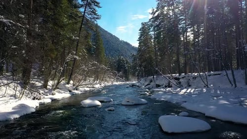 Beautiful snow scene forest in winter. Flying over of river and pine trees covered with snow.