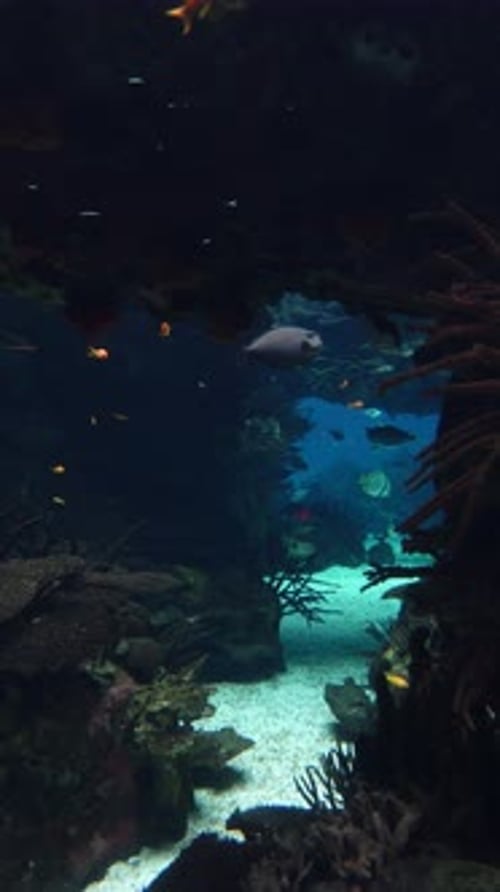 Large Aquarium Fish Tank Vertical Video 4k