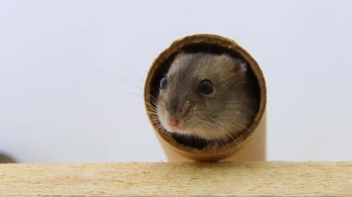 Cute Hamster Climbs Out of a Cardboard Tube