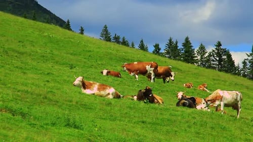 Cows Grazing on Green Hillside Pasture