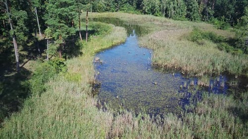 Enchanted Waterways In The Forest.