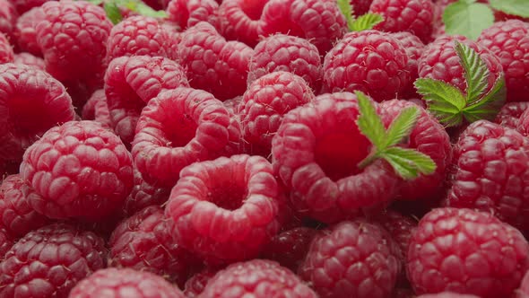 Macro video of ripe raspberries with raspberry leaves. , Food Stock ...
