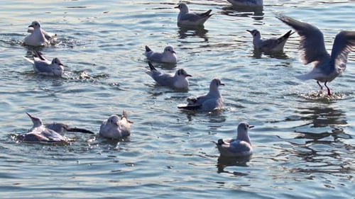 Flock Of Seagulls Floating On Water