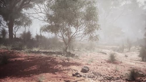 Misty Australian Bushland Landscape