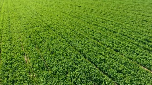 Cinematic revealing drone shot of green farm field with mountains in the distance