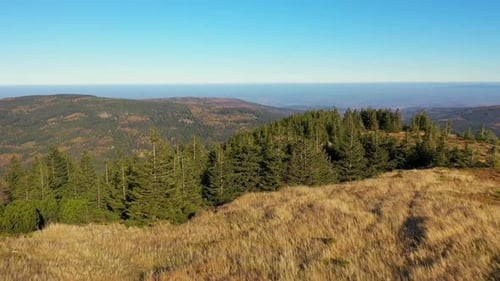 Aerial Over Trees