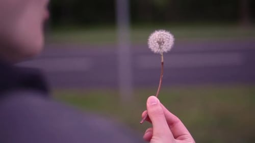 Slow motion footage of a person blowing a dandelion
