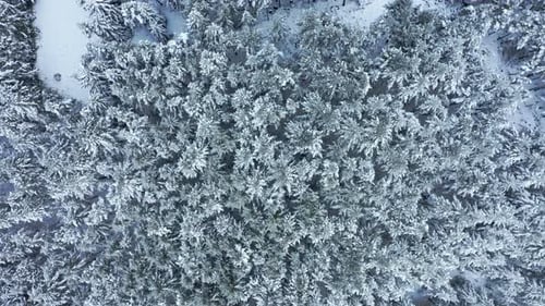 Snow-covered forest viewed from above, showcasing a serene and wintry wilderness