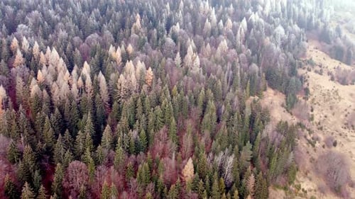 Im Winter über gefrorene Baumkronen fliegen